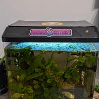 Acquario 30 litri + piante 