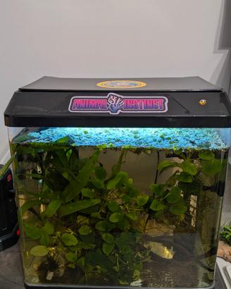 Acquario 30 litri + piante 