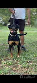 Cucciola femmina Rottweiler