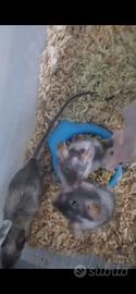 Mus musculus