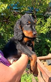 Setter Gordon 4 cuccioli maschi