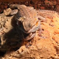 Drago barbuto pogona