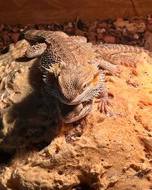 Drago barbuto pogona