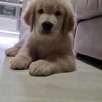 Golden retriver linea americana