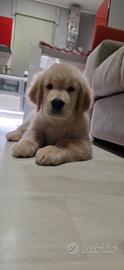 Golden retriver linea americana