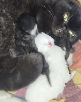 Cucciolotti di SCOTTISH FOLD