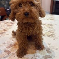 Barboncino miny toy