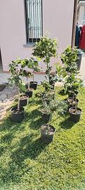 piante agrumi vari 