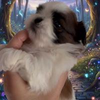 Shihtzu cucciola bambolina TOY