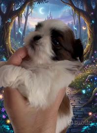 Shihtzu cucciola bambolina TOY