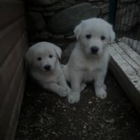 Cuccioli bianchi taglia media ADOZIONE