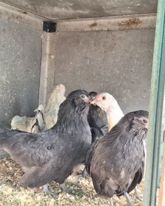 Galline