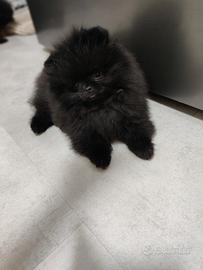 Spitz di Pomerania nano