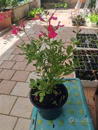 Vaso Salvia greggi rosso