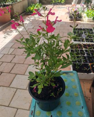 Vaso Salvia greggi rosso