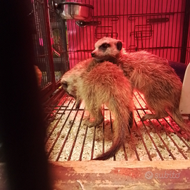 Suricati disponibili