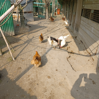 Galline ovaiole