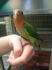 Inseparabile roseicollis maschio