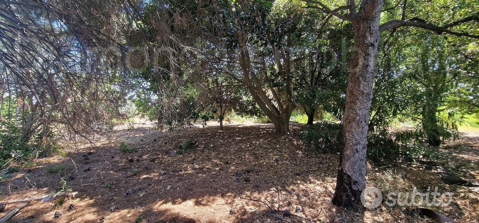 Antico casale con terreno a Carrubba di Giarre - Vista 5