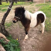 Mini Pony maschio
