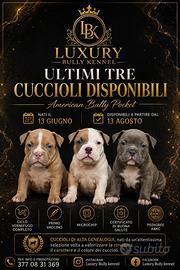 Cuccioli American Bully Pocket