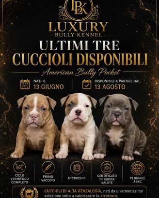 Cuccioli American Bully Pocket