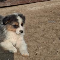 Australian shepherd