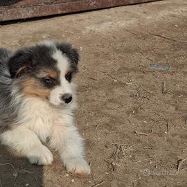 Australian shepherd