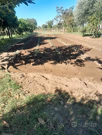terreno. agricolo 3100 mq.  prezzo  30000 euro .