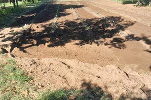 terreno. agricolo 3100 mq.  prezzo  30000 euro .