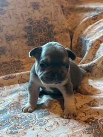 Bulldog francese cuccioli