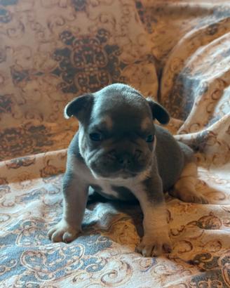 Bulldog francese cuccioli