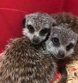 Suricati , petauri , furetti ed altro