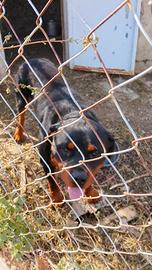 Rottweiler per monta