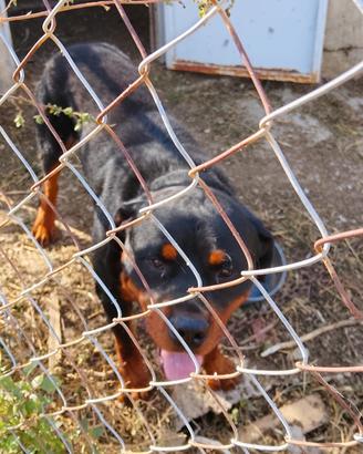 Rottweiler per monta