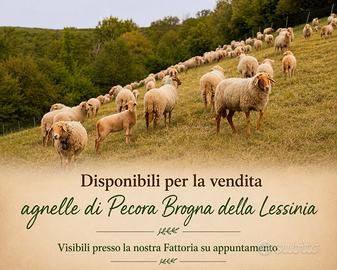 Pecora Brogna