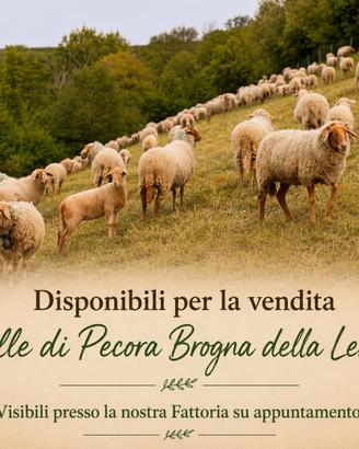 Pecora Brogna