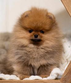 Spitz Di Pomerania Mini 