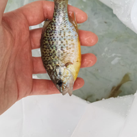 Pesce persico sole