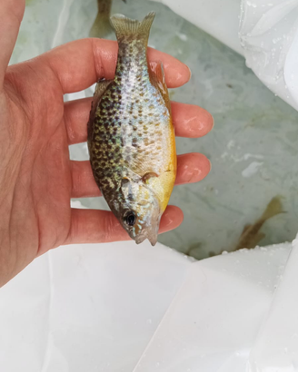 Pesce persico sole
