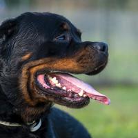 GIGGIO splendido rottweiler da adottare