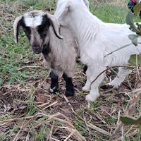 Capra con 2 capretti