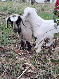 Capra con 2 capretti