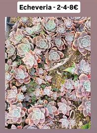 Echeveria sp