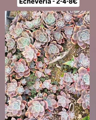 Echeveria sp