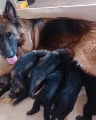 Cani da Pastore Tedesco