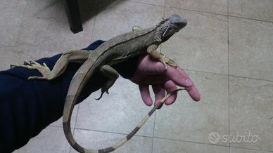 Iguane verdi giganti