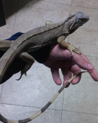 Iguane verdi giganti