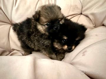 Volpino di Pomerania toy cucciolo