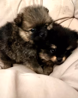 Volpino di Pomerania toy cucciolo